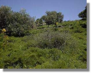 Myndos ruins